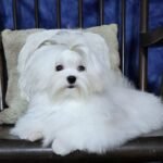 Maltese Puppies