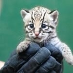 Ocelot Kittens