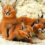 Caracal kittens
