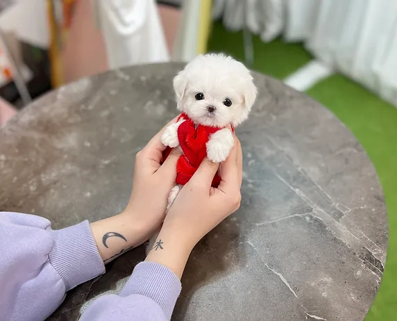 Benji - Male