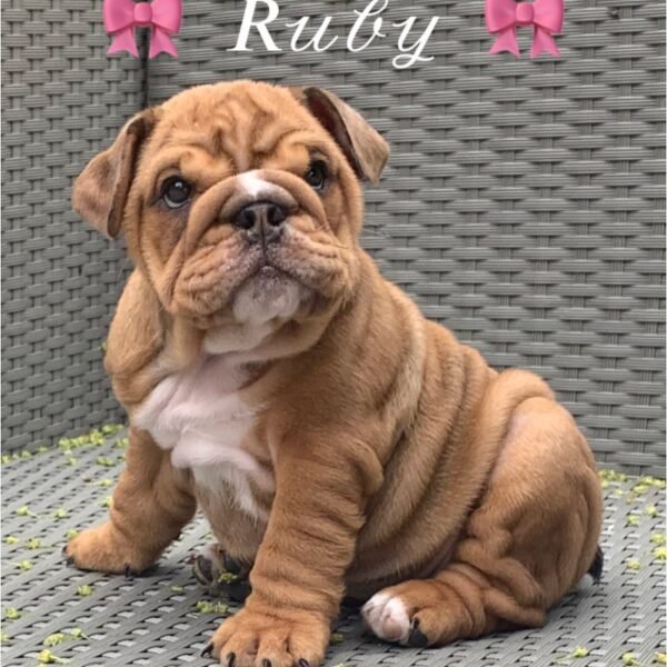 Ruby - Female