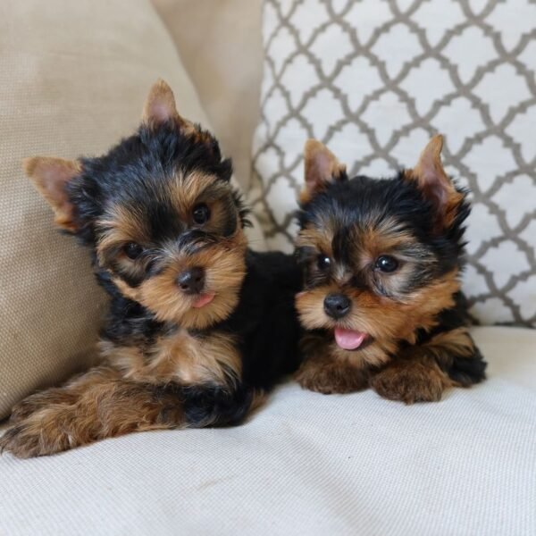 Rosy(Female) & Smart(male)