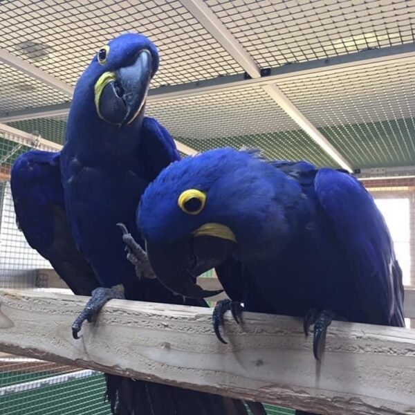 Ivy (Male) & Jane(female)