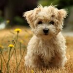 Poodle