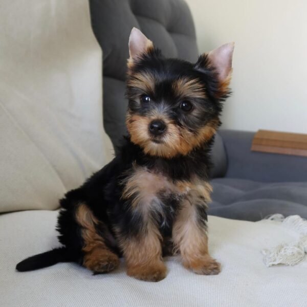 Milo - Male