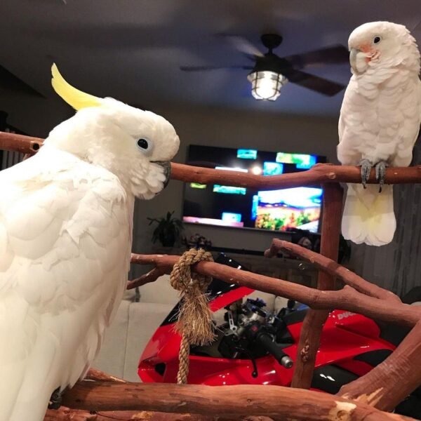 Sandy(Female) & Jersy(male)