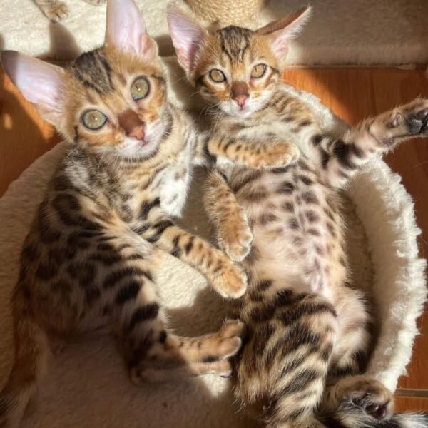 Cruise(Male) & Cindy(Female)