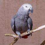 African grey