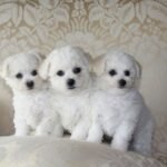 Bichon frise puppies