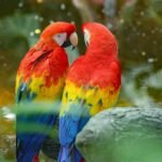 Macaw parrots