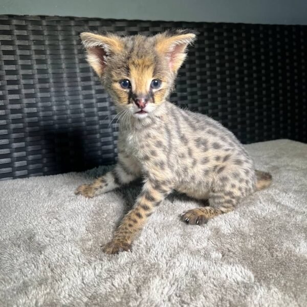 Paris - Female