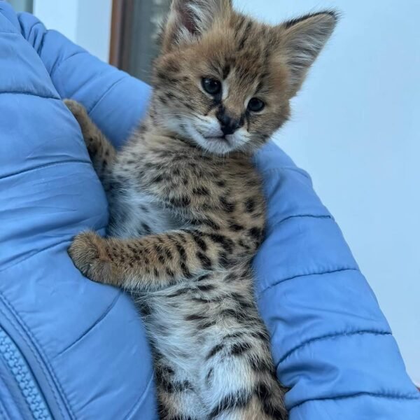 Gracie - Female