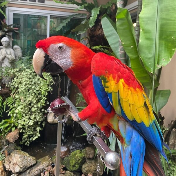 Pride - Male