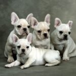 French bulldogs