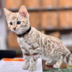 Bengal kittens