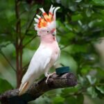 Cockatoo parrots