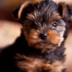 Yorkie puppies