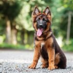 German shepherd