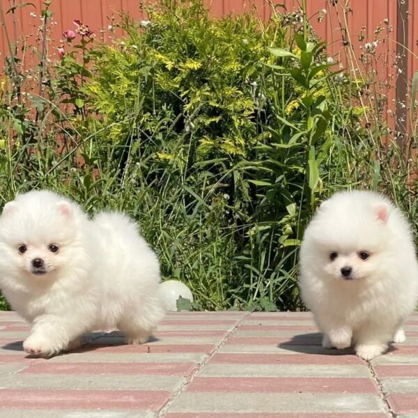 Gift (Weiblich) ,  Divine (Mann)