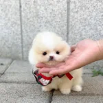 Pomeranian
