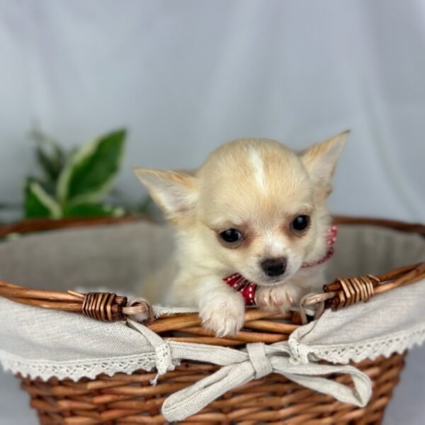 Heavenly - Weiblich