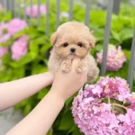 Maltipoo