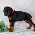 Doberman Pinscher