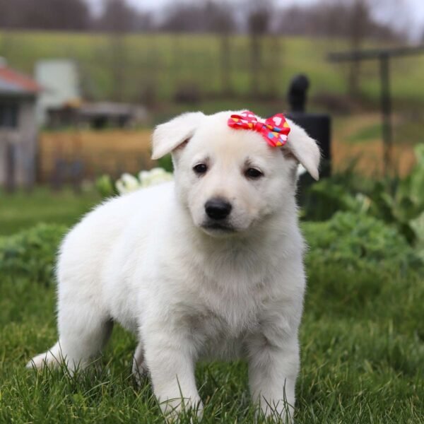 Callie - Weiblich
