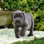 Cane Corso