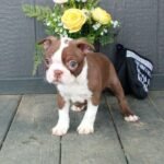 Boston terrier