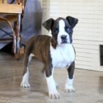 Boxer