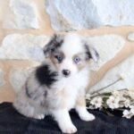 Miniatur Australischer-schaferhund