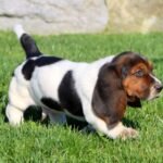 Basset hound