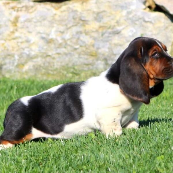 Mindy - Weiblich