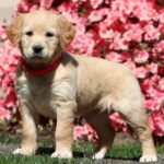 Labrador