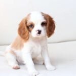 Cavalier  King Charles Spaniel