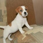 Jack Russell